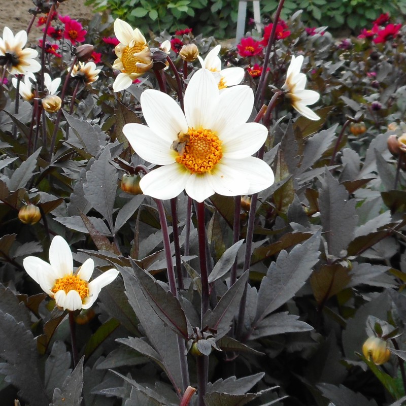 Dahlia 'Dahlegria White' ® Dahlia 'Dahlegria White' ®