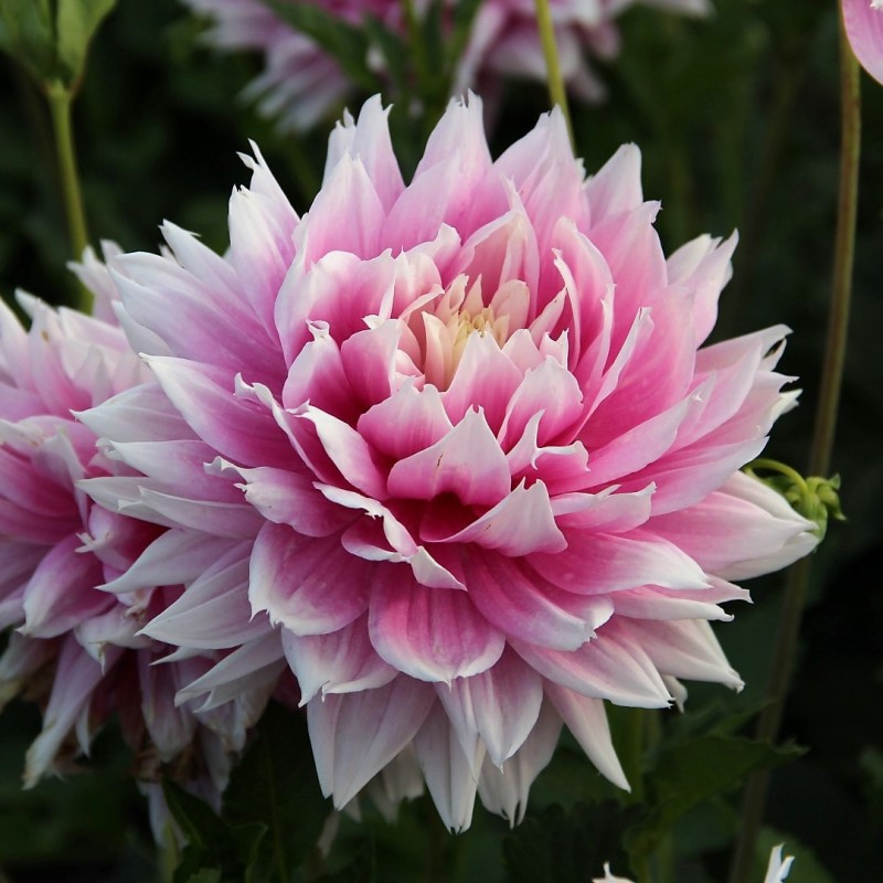 Dahlia 'Evanah' Dahlia 'Evanah'