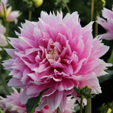 Dahlia 'Evanah' Dahlia 'Evanah'