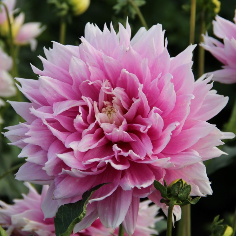 Dahlia 'Evanah' Dahlia 'Evanah'