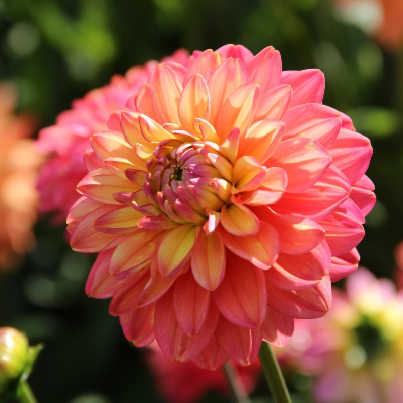 Dahlia 'Melody Allegro' ®