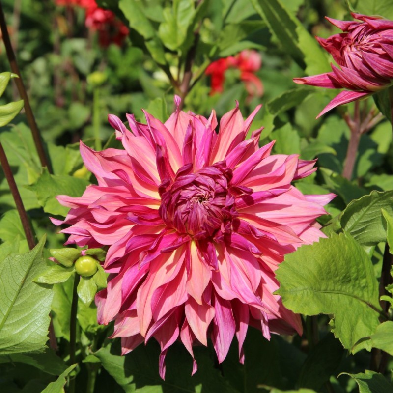 Dahlia 'Penhill Dark Monarch' Dahlia 'Penhill Dark Monarch'