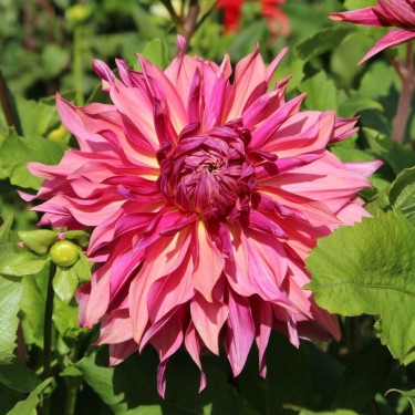 Dahlia 'Penhill Dark Monarch'