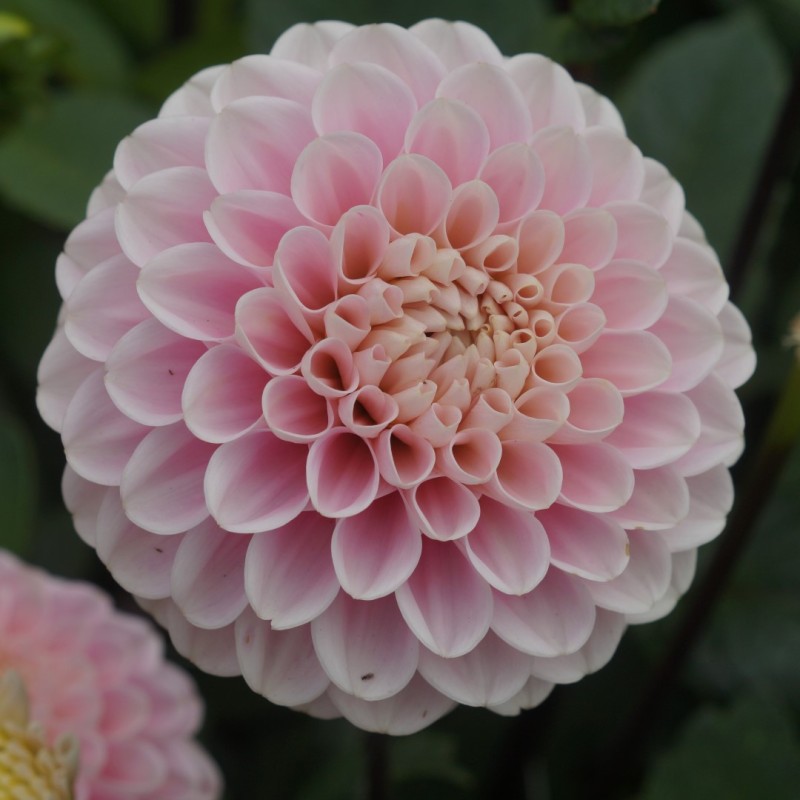 Dahlia 'Wizard of Oz'
