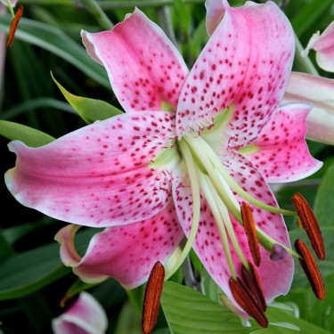 Lilium speciosum var. rubrum 'Uchida' Lilium speciosum var. rubrum 'Uchida'