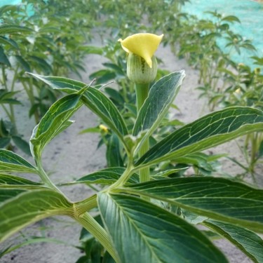 Arisaema flavum