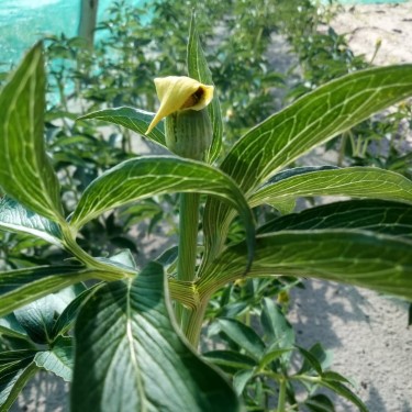 Arisaema flavum Arisaema flavum