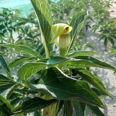 Arisaema flavum Arisaema flavum