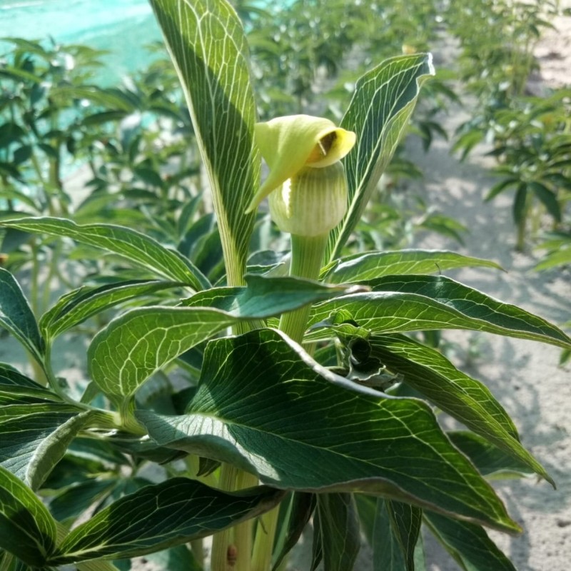 Arisaema flavum Arisaema flavum