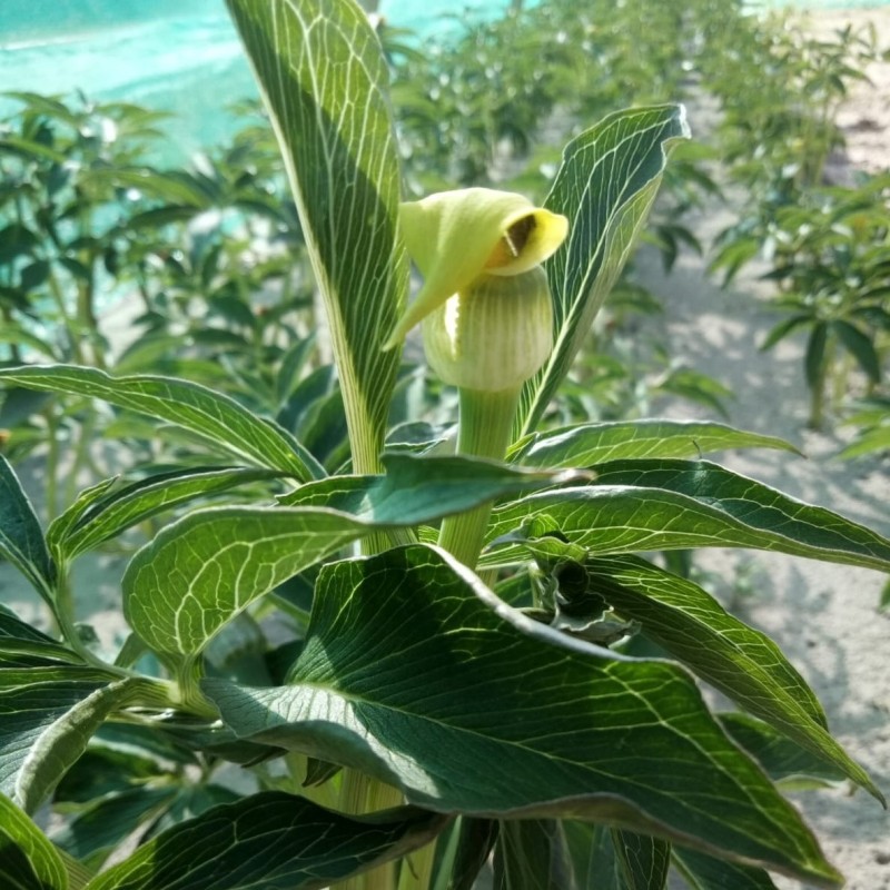 Arisaema flavum Arisaema flavum