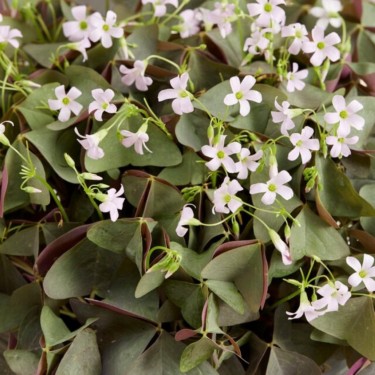 Oxalis triangularis 'Sanne'®