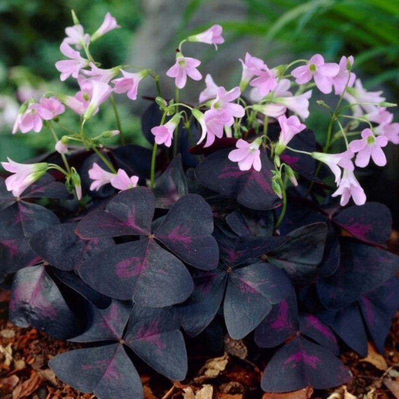 Oxalis triangularis 'Sunny'® Oxalis triangularis 'Sunny'®