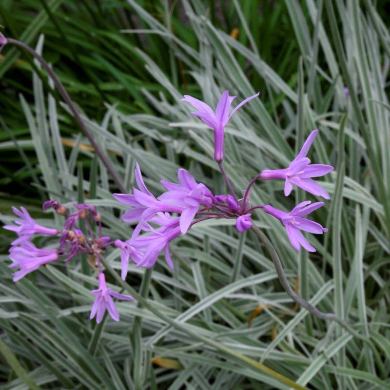 Tulbaghia violacea 'Silver Lace' Tulbaghia violacea 'Silver Lace'