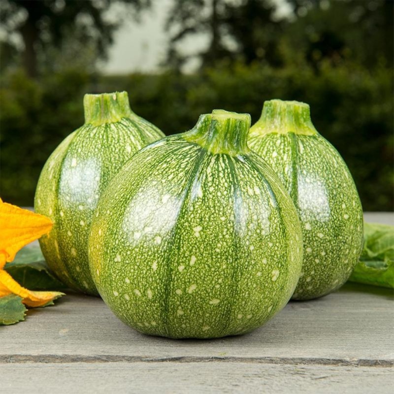 Courgette, Bolcourgette 'Ola Redonda' -zaden- Courgette, Bolcourgette 'Ola Redonda' -zaden-
