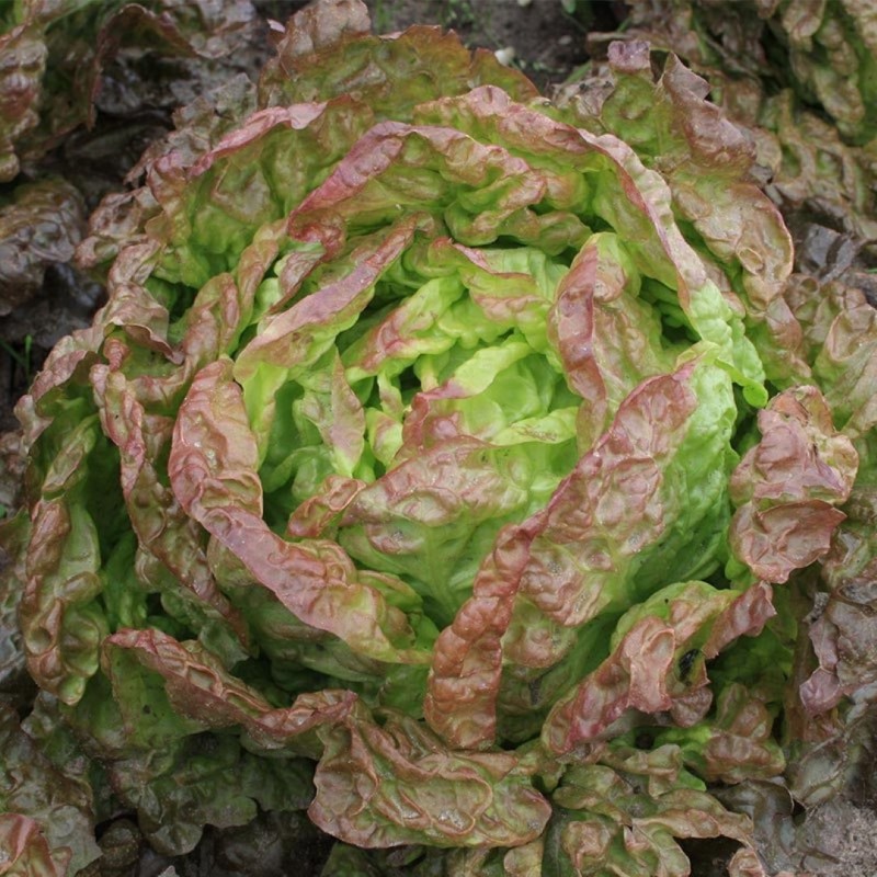Kropsla, Lactuca sativa 'Wonder der Vier Jaargetijden' -zaden- Kropsla, Lactuca sativa 'Wonder der Vier Jaargetijden' -zaden-