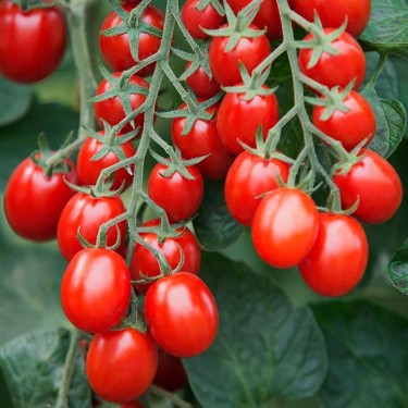 Cherry-pruimtomaat Solanum lycopersicum 'Bolstar Baloe F1' -zaden-