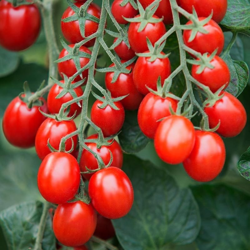 Cherry-pruimtomaat Solanum lycopersicum 'Bolstar Baloe F1' -zaden- Cherry-pruimtomaat Solanum lycopersicum 'Bolstar Baloe F1' -zaden-