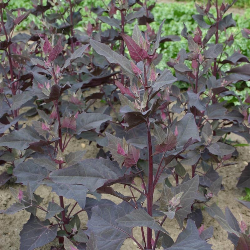 Tuinmelde rood, Atriplex hortensis -zaden- Tuinmelde rood, Atriplex hortensis -zaden-