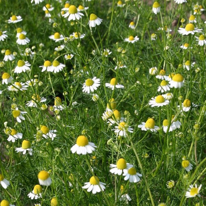 Matricaria chamonilla, Echte kamille -zaden-