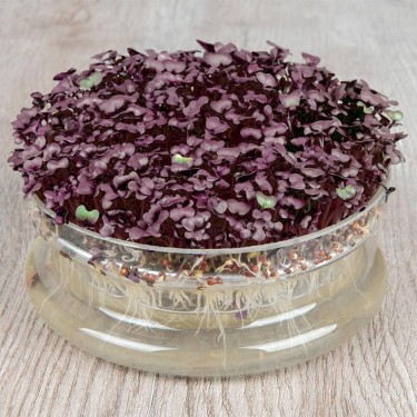 Kiemgroente Radijskers, Raphanus sativus 'Sango Purple' -zaden-