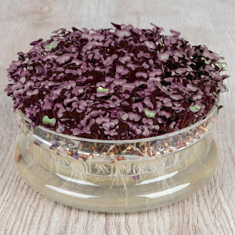 Kiemgroente Radijskers, Raphanus sativus 'Sango Purple' -zaden- Kiemgroente Radijskers, Raphanus sativus 'Sango Purple' -zaden-