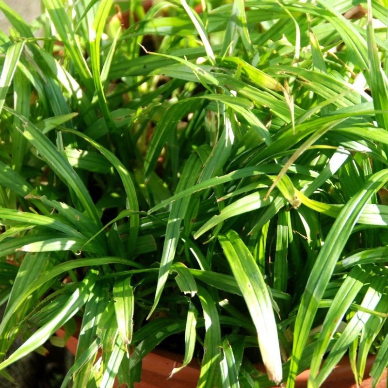 Reineckia carnea Reineckia carnea