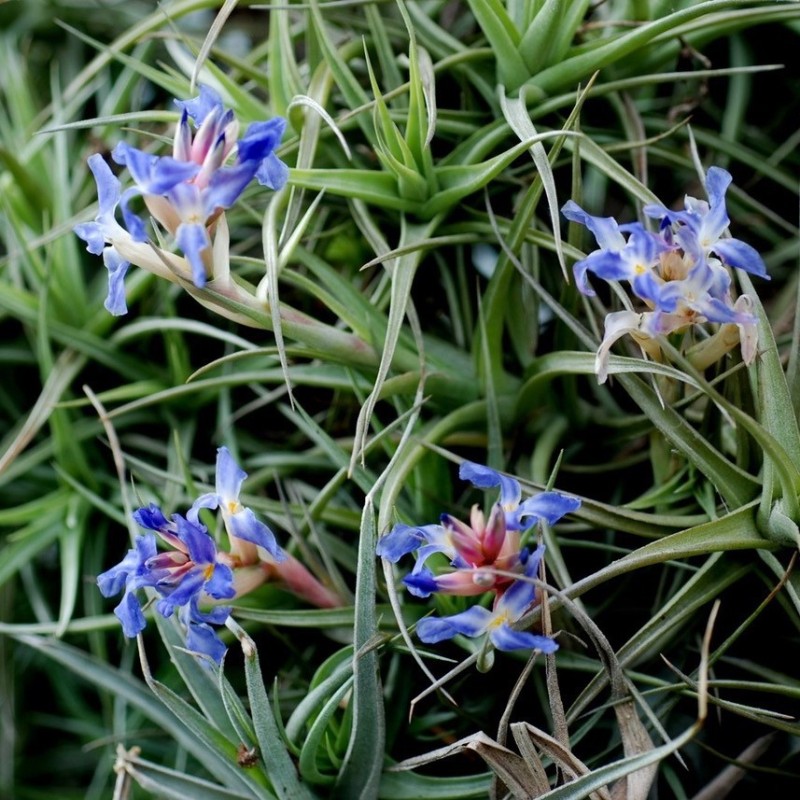 Tillandsia bergeri Tillandsia bergeri