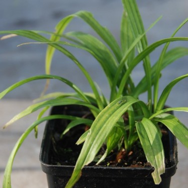 Reineckia carnea Reineckia carnea