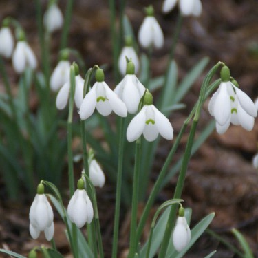 Galanthus 'S. Arnott' -in the green-