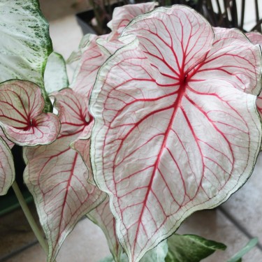Caladium 'Florida Sweetheart'