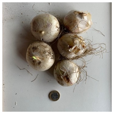 Allium 'Forelock'