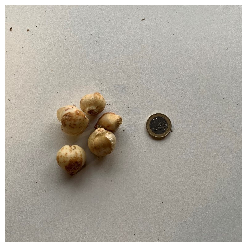 Allium 'Hair' Allium 'Hair'