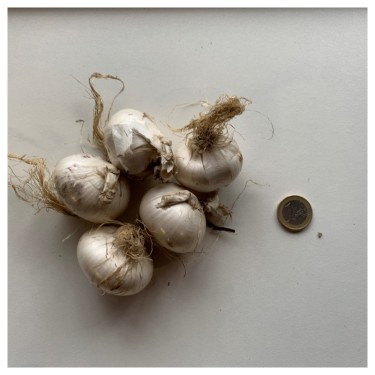 Allium 'Ostara'