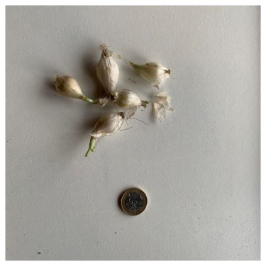 Allium caesium Allium caesium