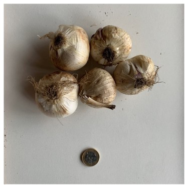 Allium christophii