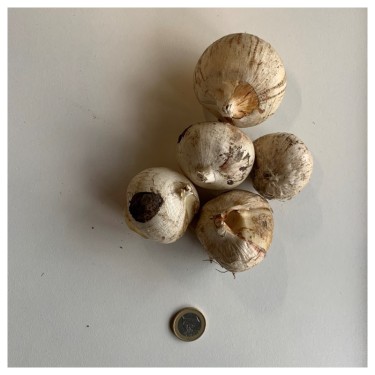Allium nigrum Allium nigrum