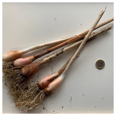 Allium obliquum