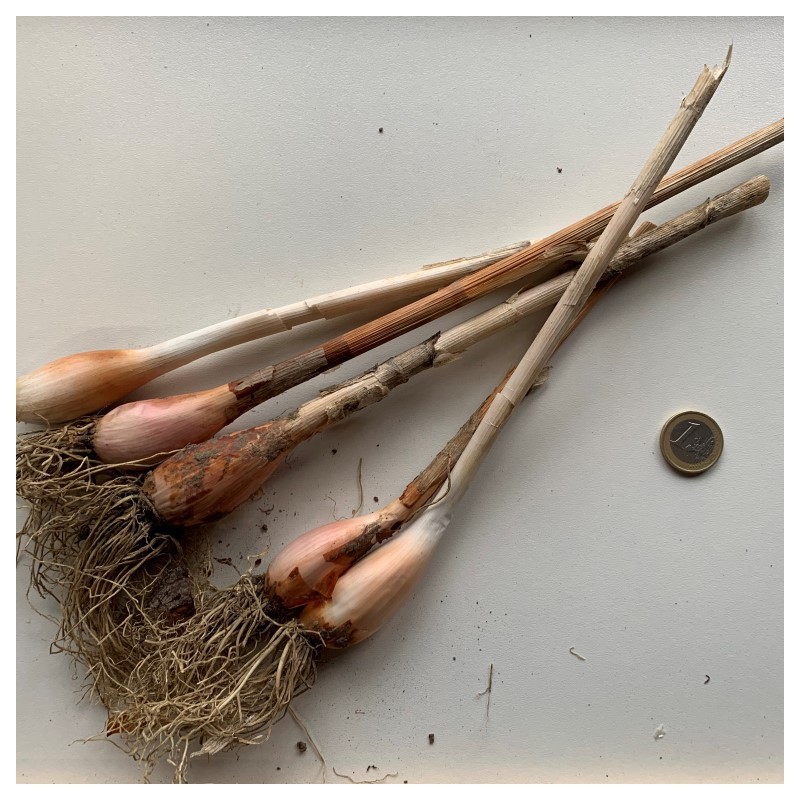 Allium obliquum
