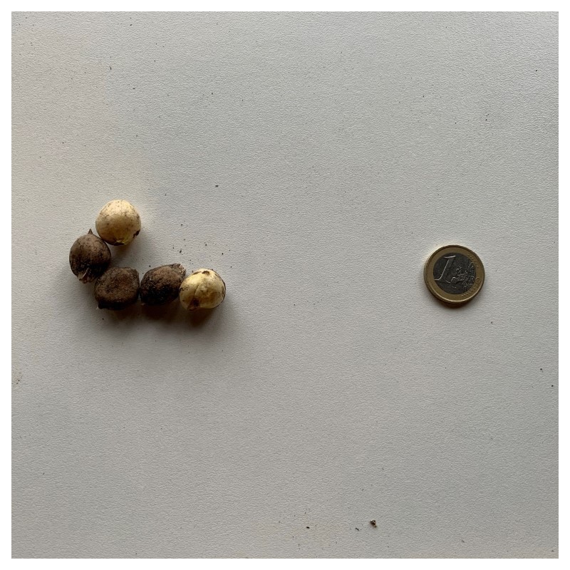 Allium roseum
