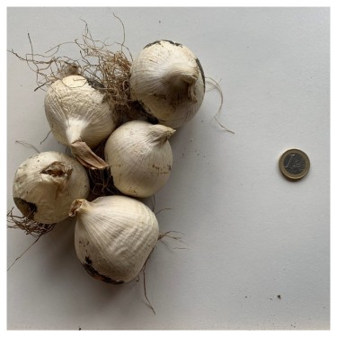 Allium schubertii