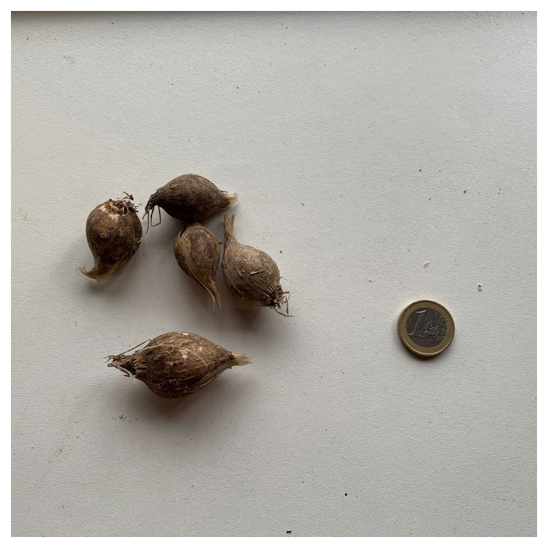 Allium sativum v. ophioscorodon Allium sativum v. ophioscorodon