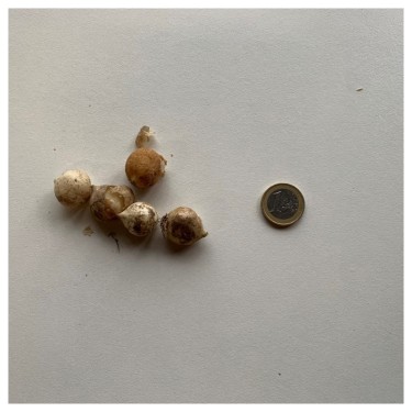 Allium triquetrum
