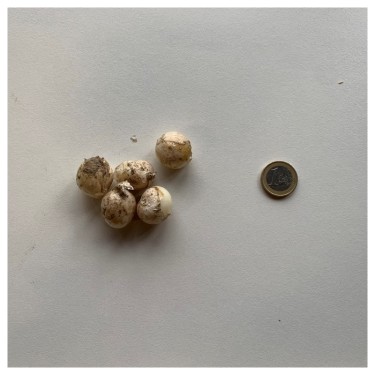 Allium unifolium