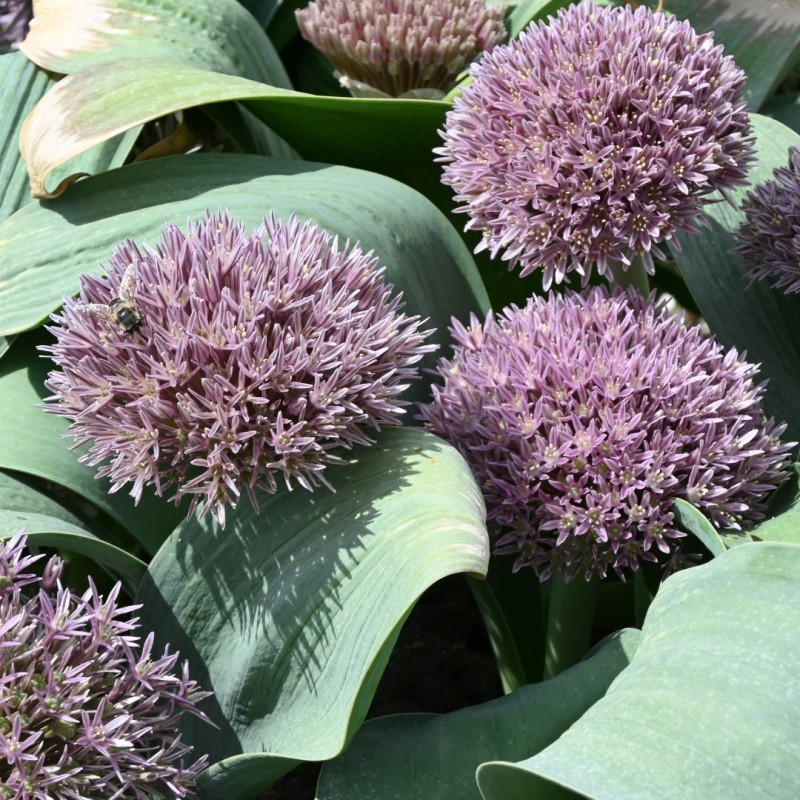 Allium akaka Allium akaka