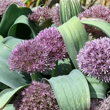 Allium akaka Allium akaka
