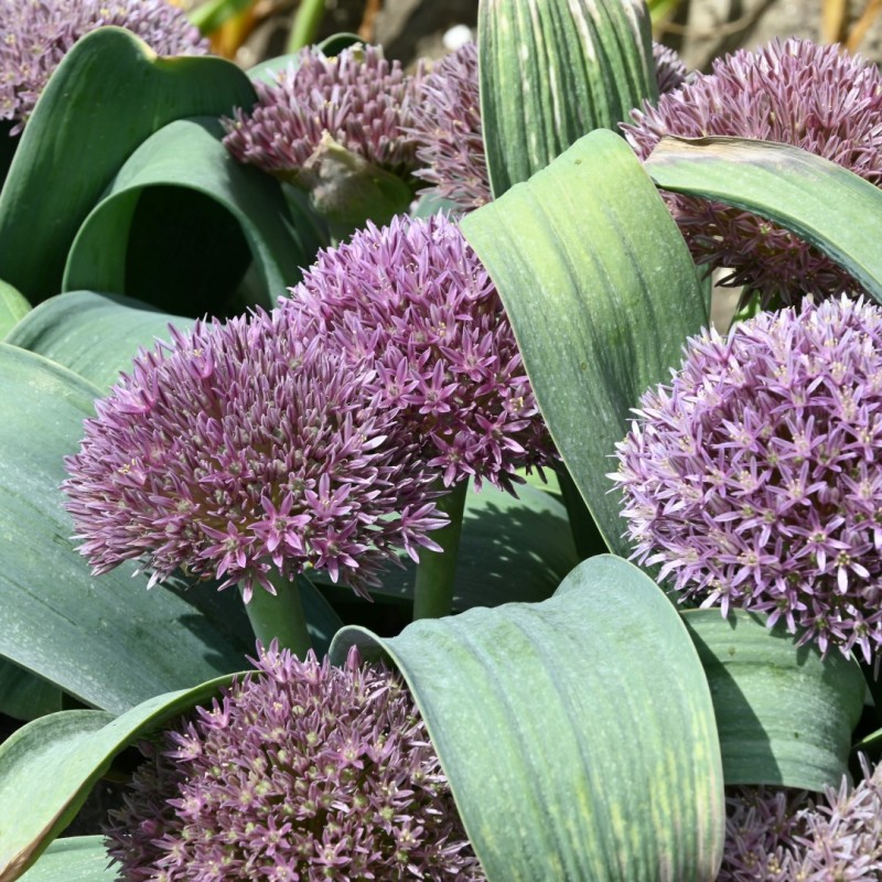 Allium akaka Allium akaka