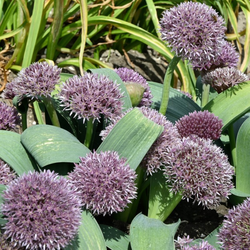Allium akaka Allium akaka