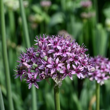 Allium aschersonianum