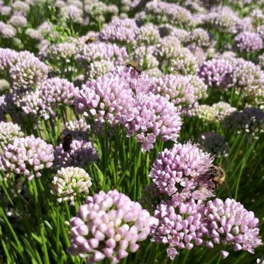 Allium incensidorum