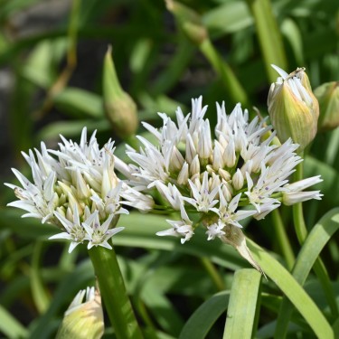 Allium lemmonii